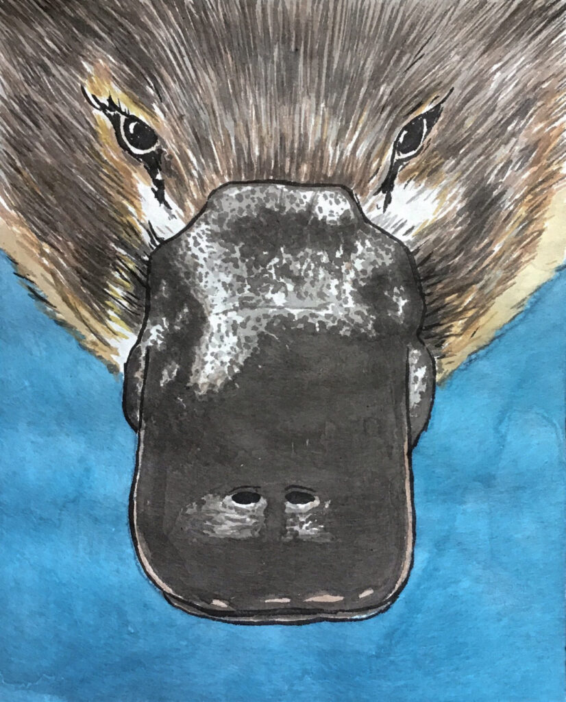 Ornithorynque
